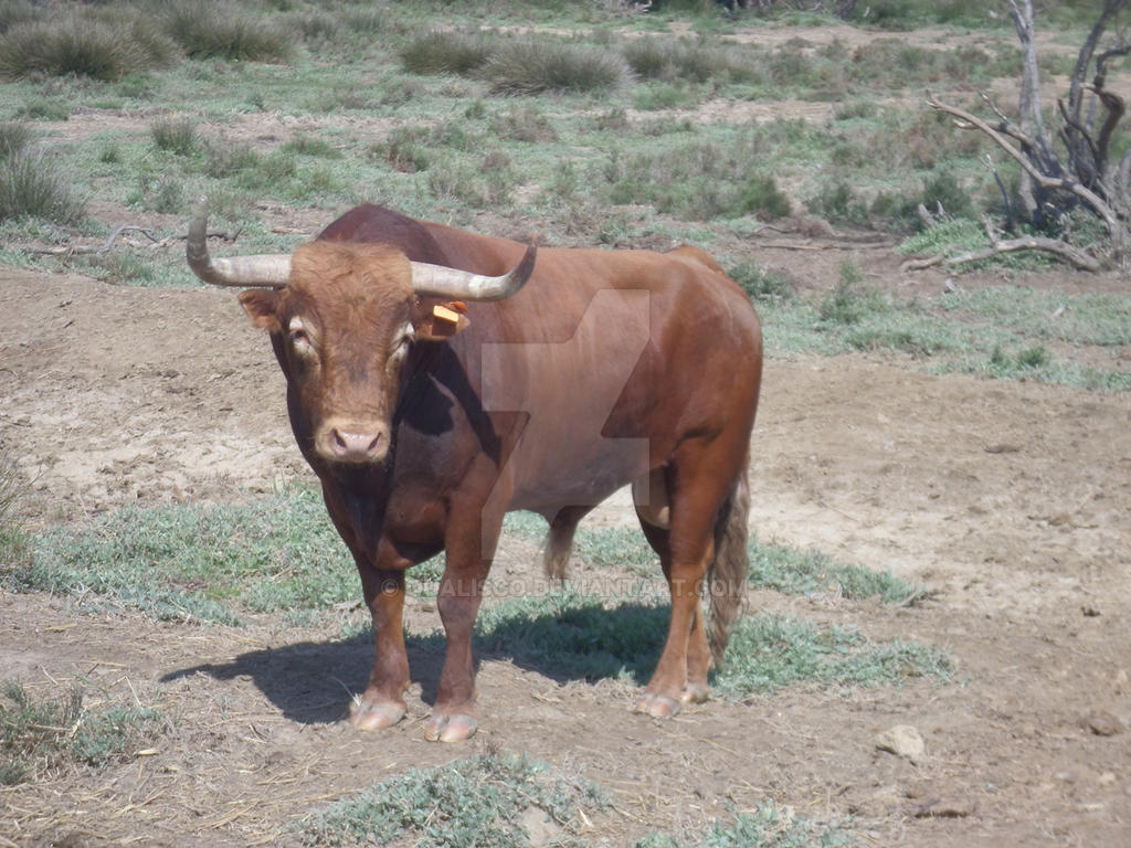 Spanish Bull by Qualisco on DeviantArt Spanish Bull by Qualisco on DeviantArt