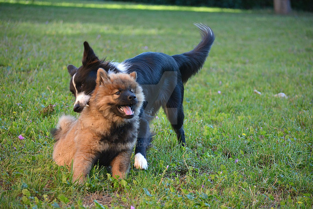 Balto playing with Link, Eurasier puppy