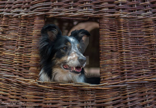 Haaren, border collie