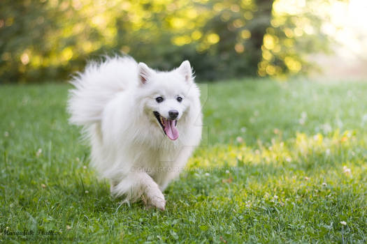 Hiromi, japanese spitz