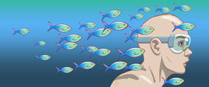 School of fish