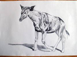 Okapi (with stripes removed)