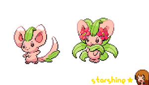 Regional Variant - Gaiyan Minccino and Cinccino