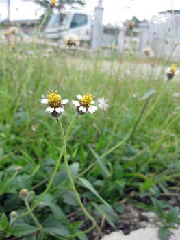 flowers couple