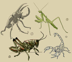 Reference Drawing - Block-in - Insects