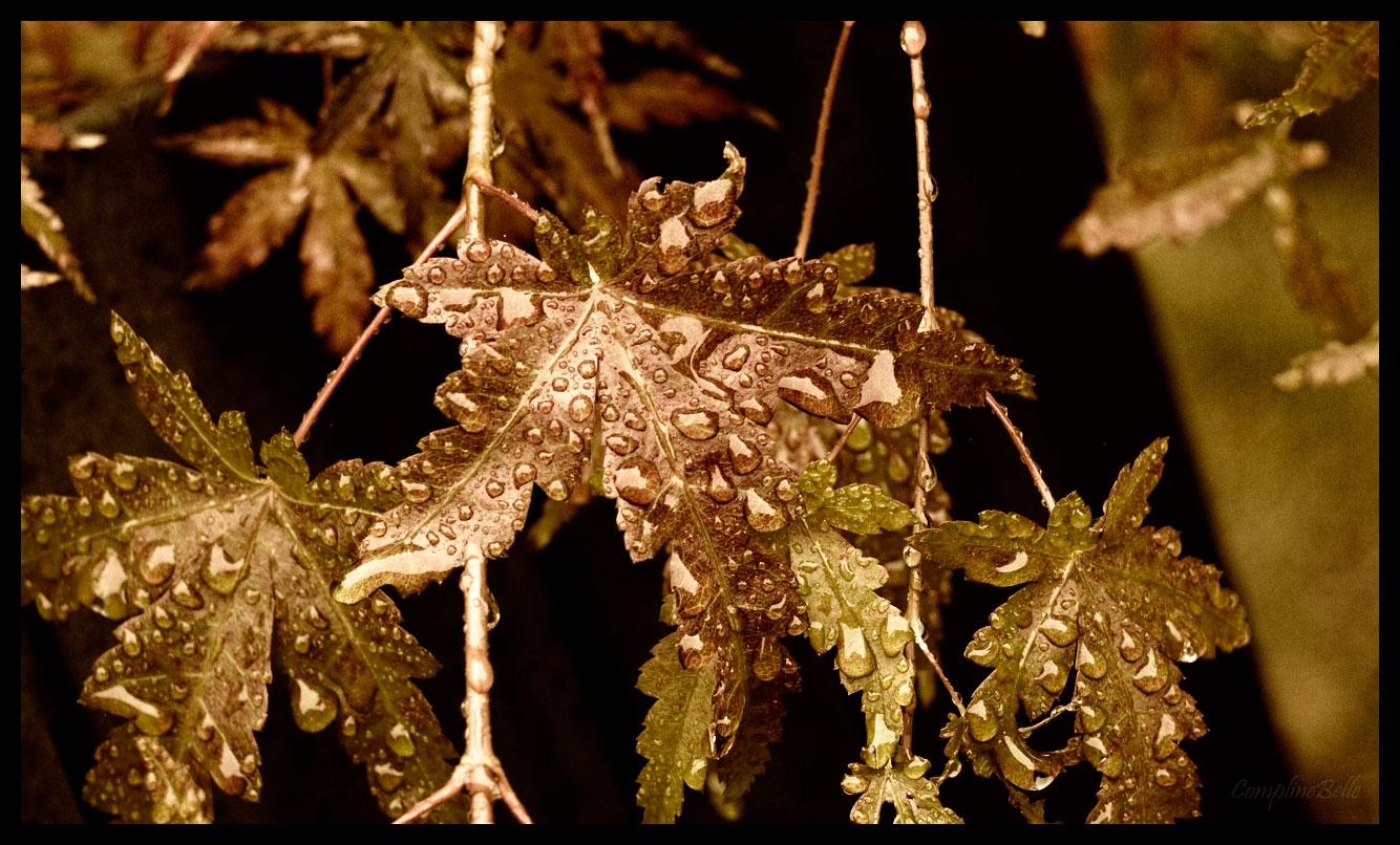 Autumn Rain Maples