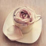Warm Cup of Rose