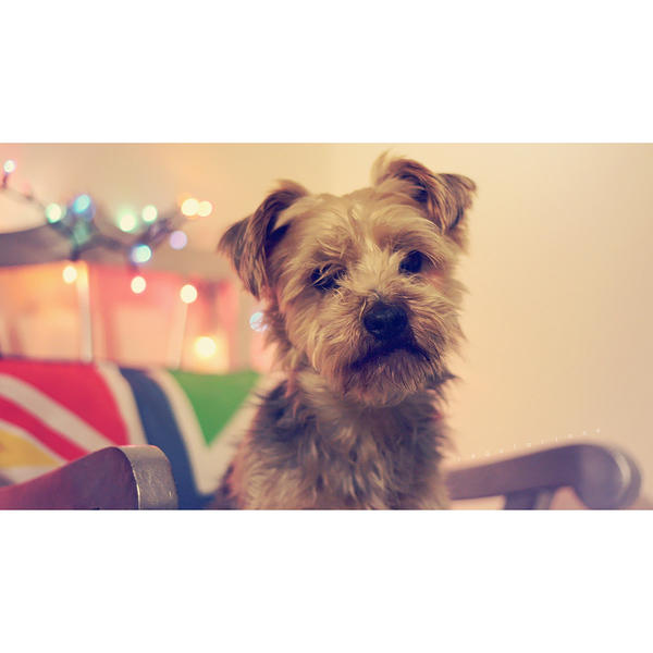 Duke