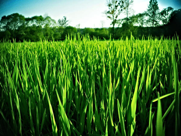 Green Spring by KizUna-Cat