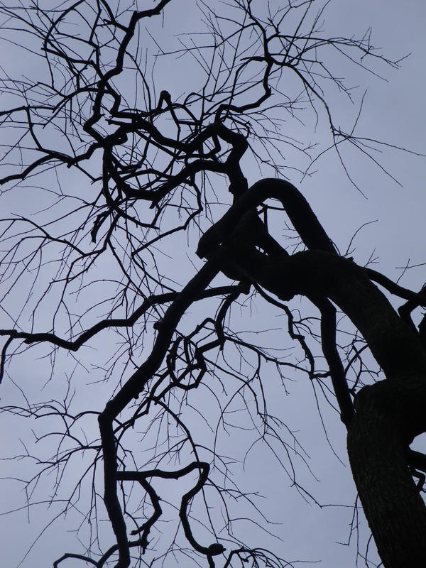 ghost tree :::Japan No.02::: by KizUna-Cat