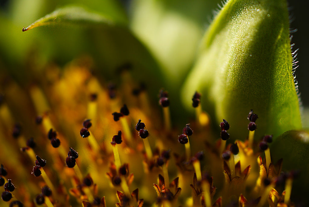 Stamens and Stigmas