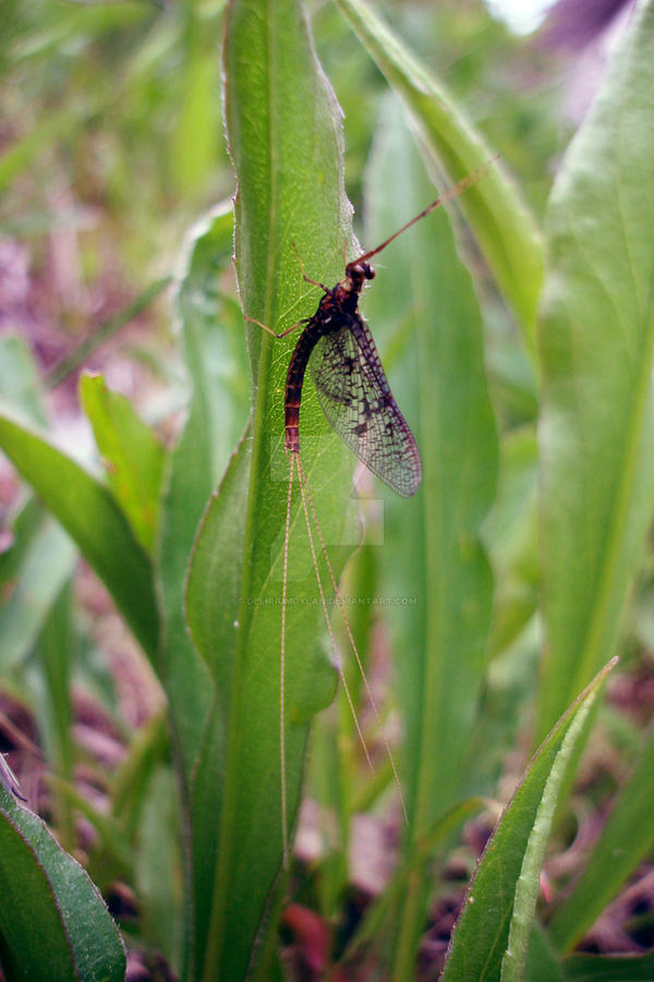 Insect Deviantart Insect. by DeliriumDylan on DeviantArt