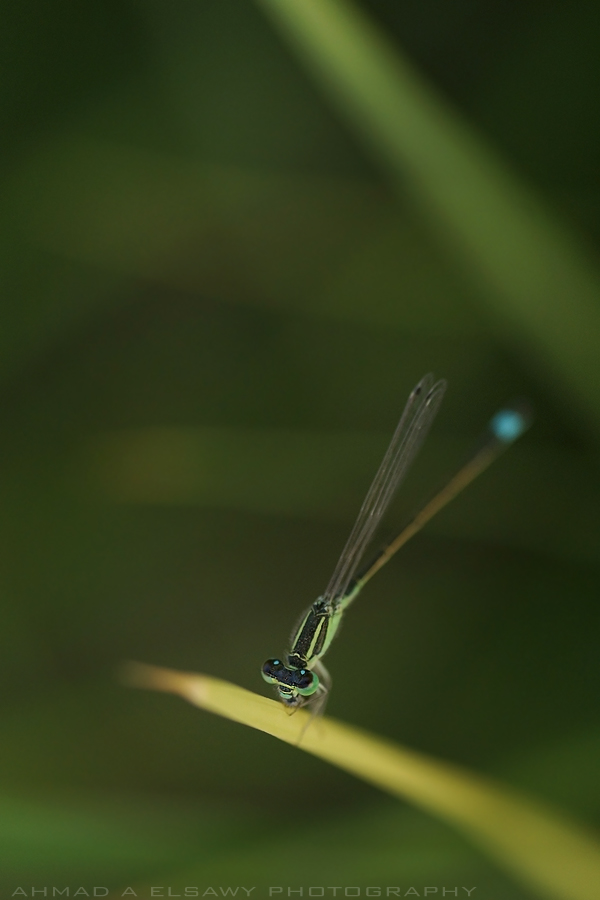 Dragonfly