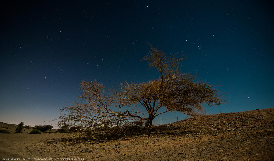 Blue Starry Night