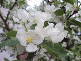 Blooming flowers