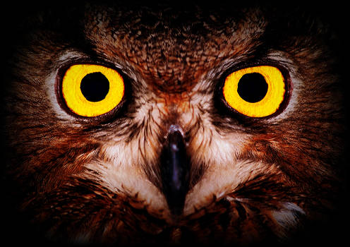 Owl Eyes