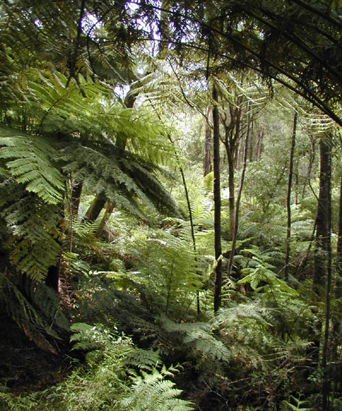 Ferns