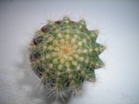 Cactus