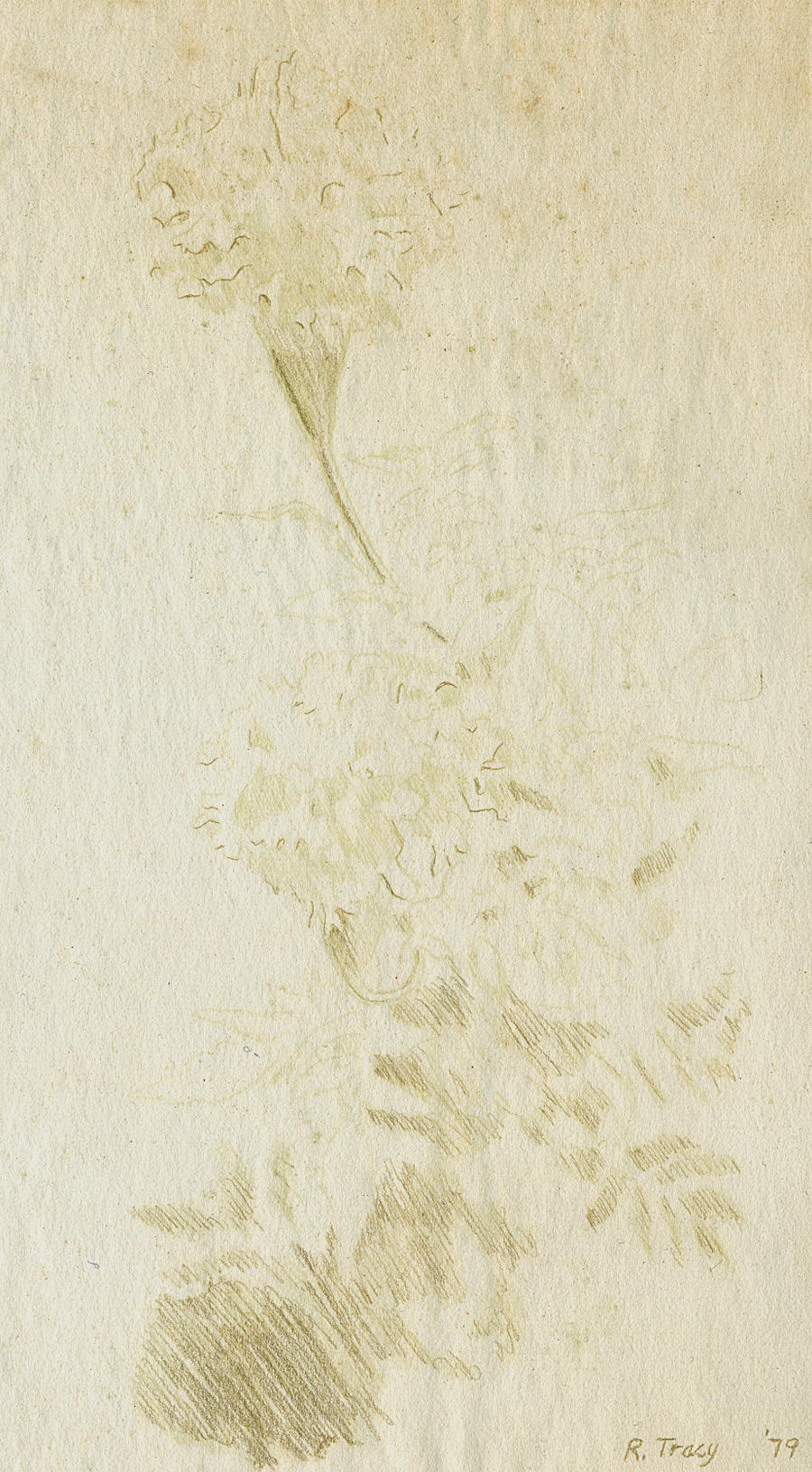 Silverpoint Flowers