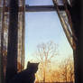 Cat at the Window