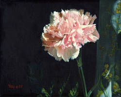 Carnation