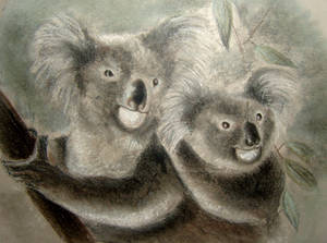 Koalas