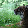 Tigress 2