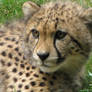 Cheetah Closeup 2