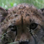 Cheetahs Gaze