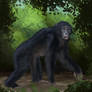 Aperil: Day 15 - Bonobo