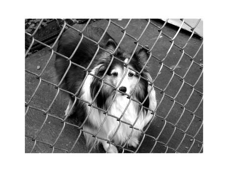 Fenced Dog