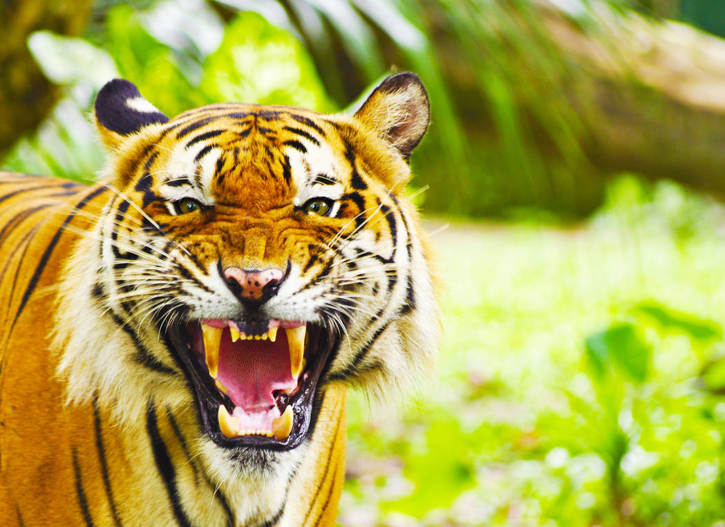 Ever-wonderred-what-do-tigers-eat by Mafiya12 on DeviantArt