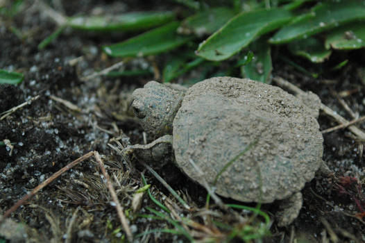 Baby Turtle II
