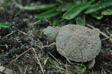 Baby Turtle III