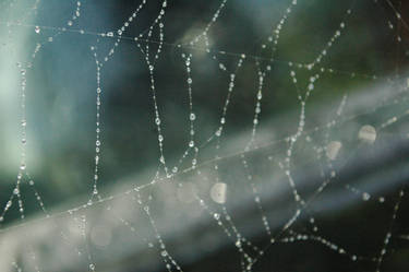 Web