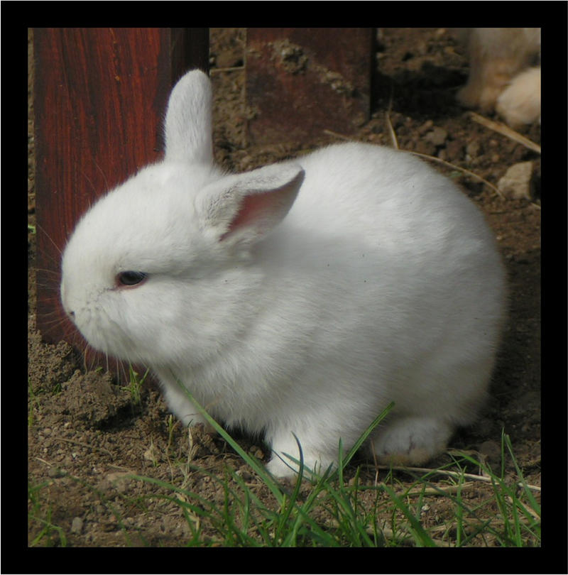 Maja Rabbit Maja. by jettehvid on DeviantArt