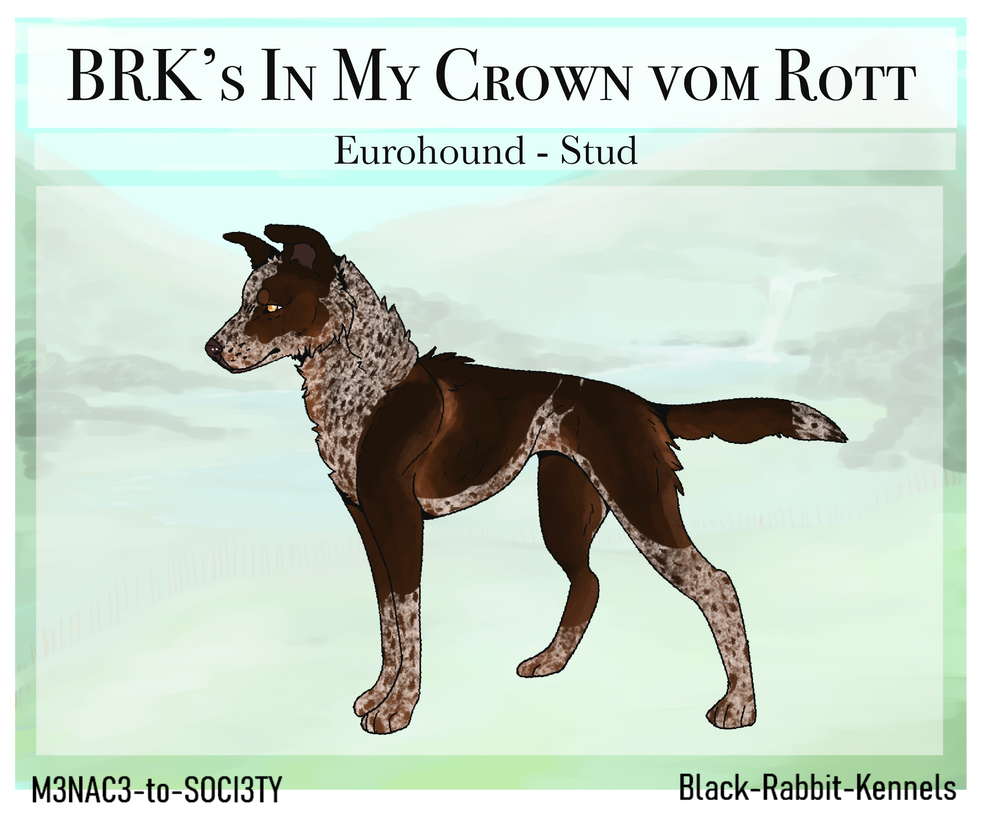 BRK's In My Crown vom Rott NF Brevet MR1 by Black-Rabbit-Kennels on ...