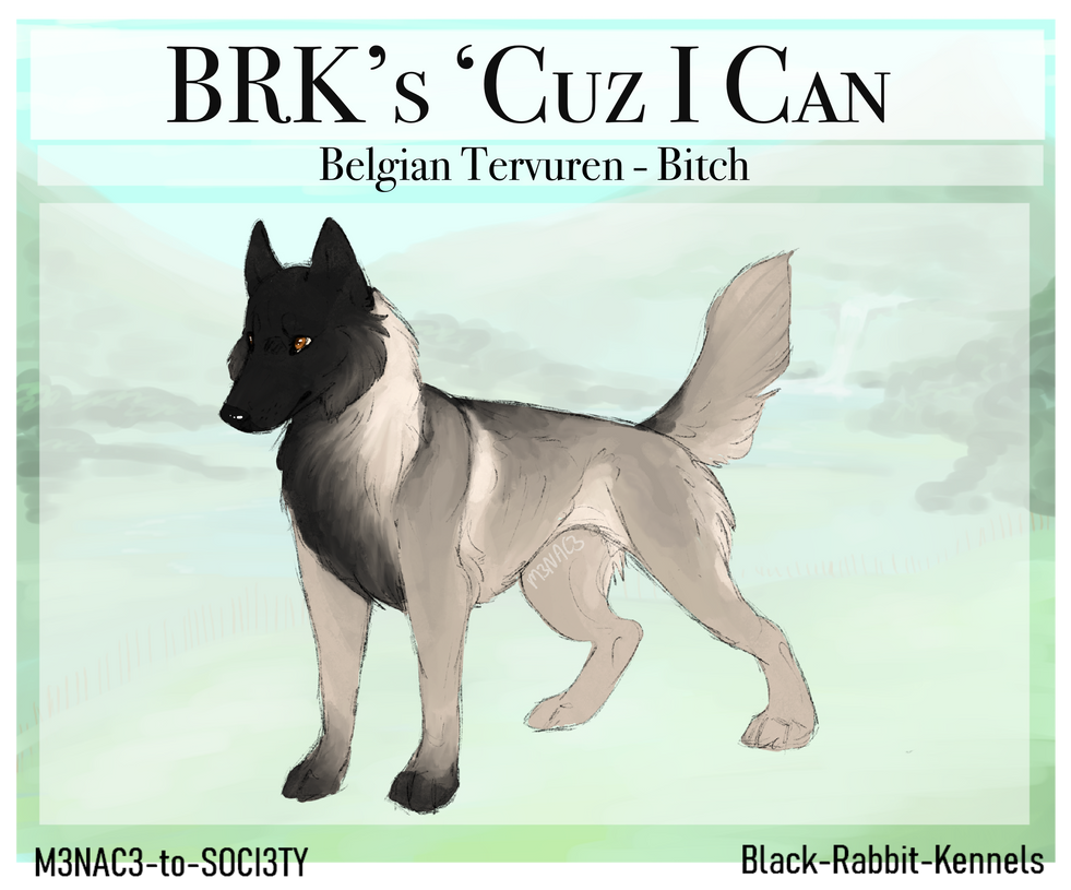 BRK's 'Cuz I Can NF BH Brevet MR2 PSA1 CD by Black-Rabbit-Kennels on ...