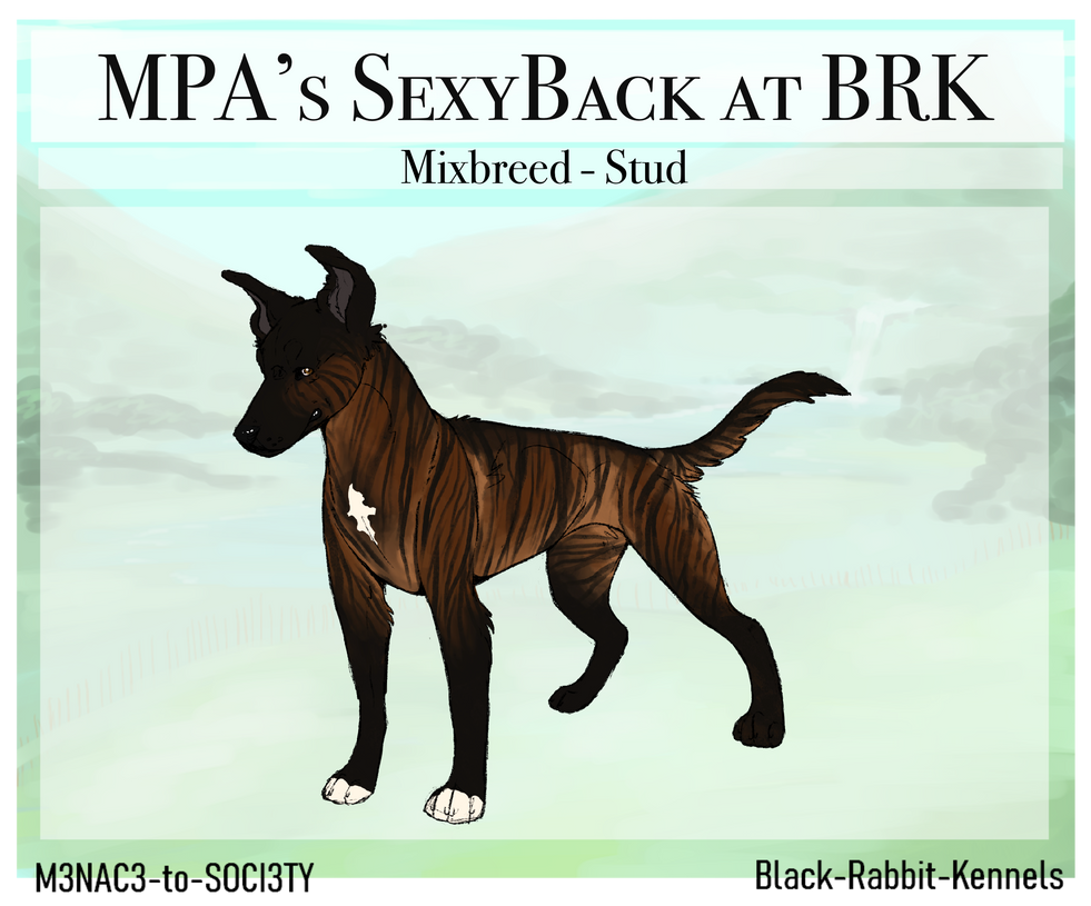 MPA's SexyBack at BRK BH Brevet by Black-Rabbit-Kennels on DeviantArt