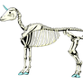 Unicorn Skeleton