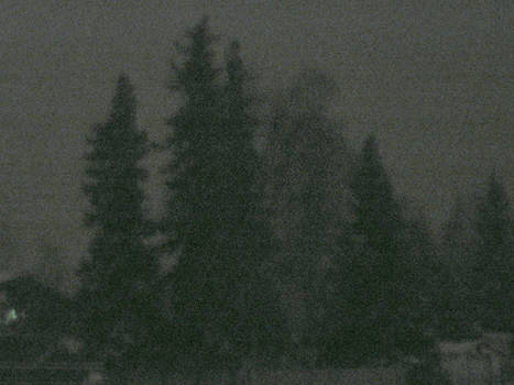 Trees in the dark