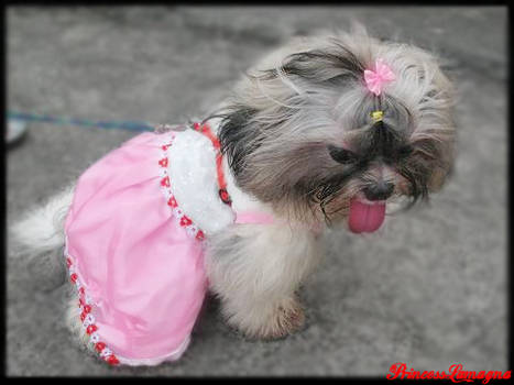 Pink Shih Tzu