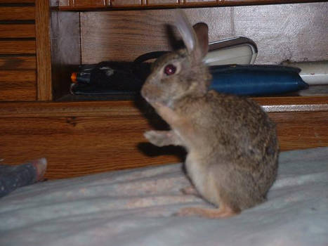 bunny bath