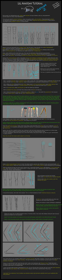 Leg Anatomy Tutorial (Version 2)