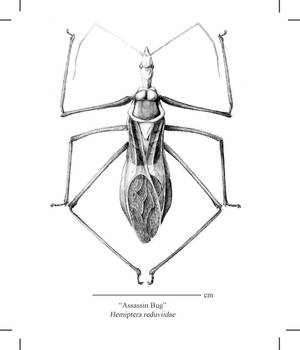 Hemiptera Reduviidae