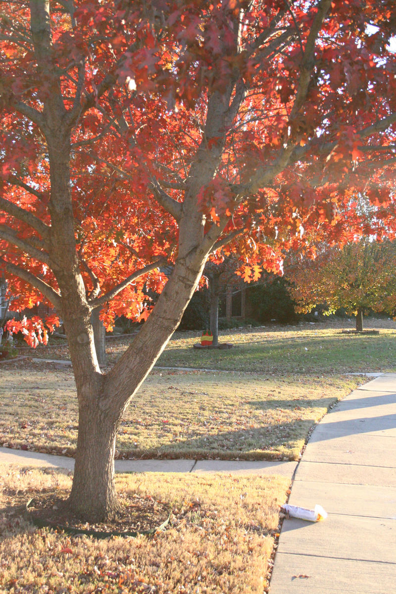 Red Tree 1