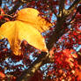 Red Tree Yellow Leaf