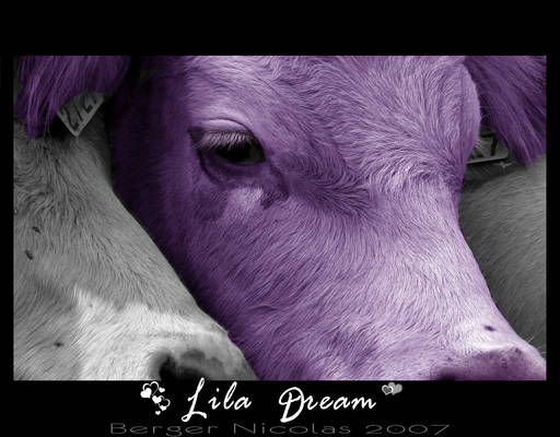 Lila Dream