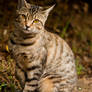 Tawny Tabby Cat