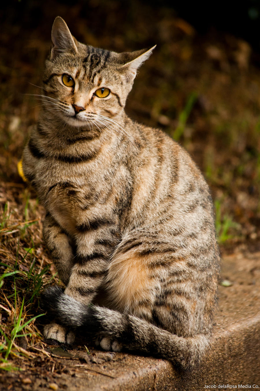 Tabanny Tawny Tabby Cat by jndphotography on DeviantArt